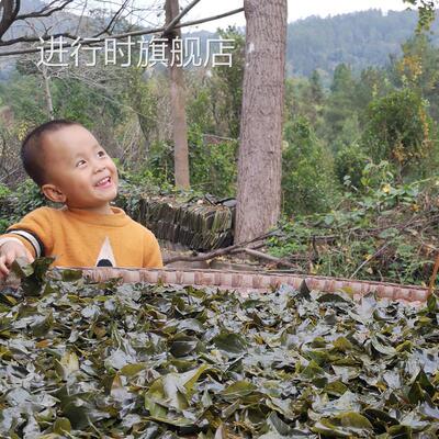 贵州特产毛冬青茶野生苦丁茶小叶苦丁发酵袋装新茶正品凉茶叶