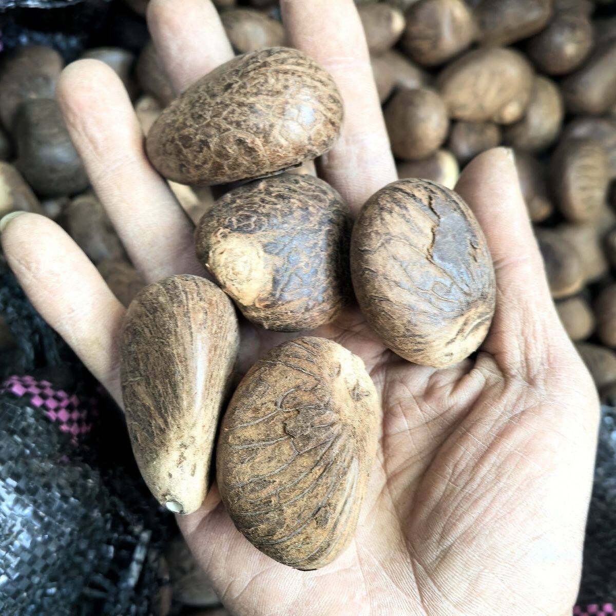 天然象牙果原果随形空心菩提子大菩提
