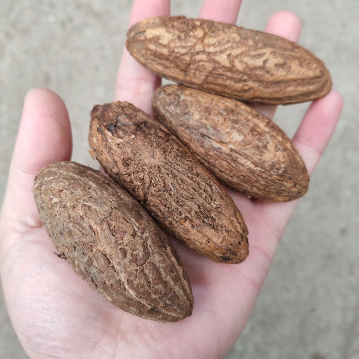 千眼菩提原果原籽菩提子老果原料菩提