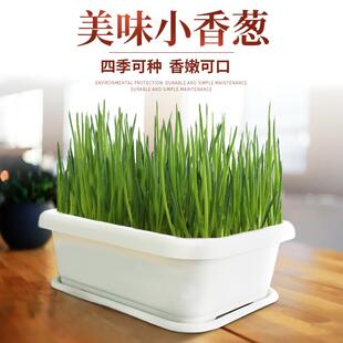 小香葱托盘红葱头 家庭阳台种菜盆蔬菜种植长方形花盆塑料长条四季