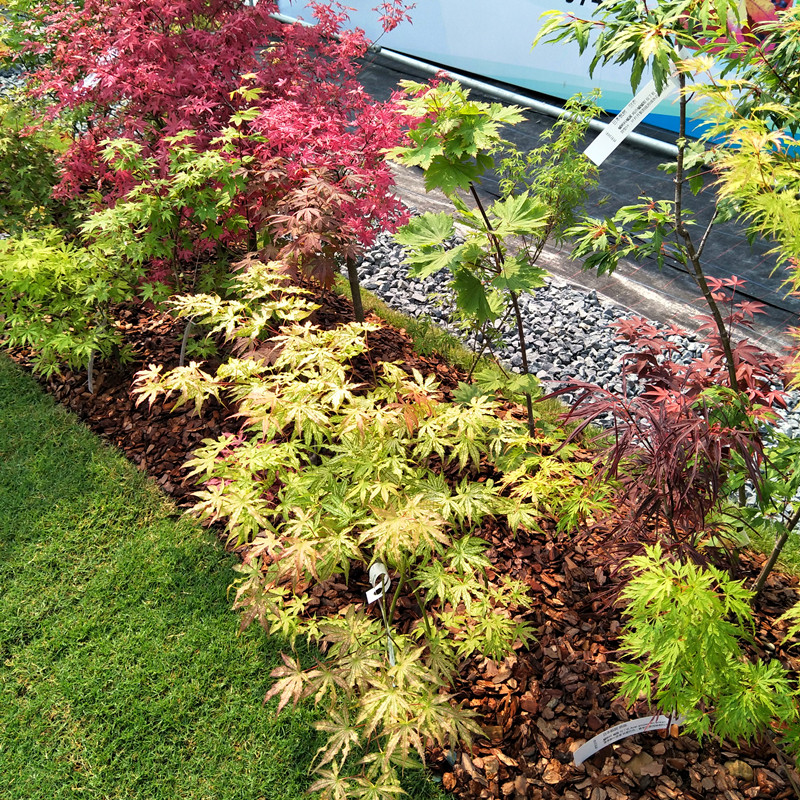 精灵枫树 多分枝脉叶品种 盆栽树苗 脉叶红枫 庭院盆栽花园绿植