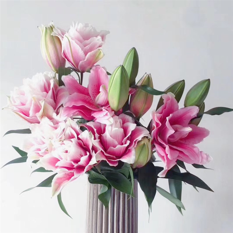 重瓣百合鲜花香水百合伊莎贝拉火星之恋家用水培插花广州基地直发