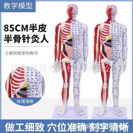 85CM半皮半肌肉骨骼解剖人体模型 经络模型 中医人体针灸穴位模型