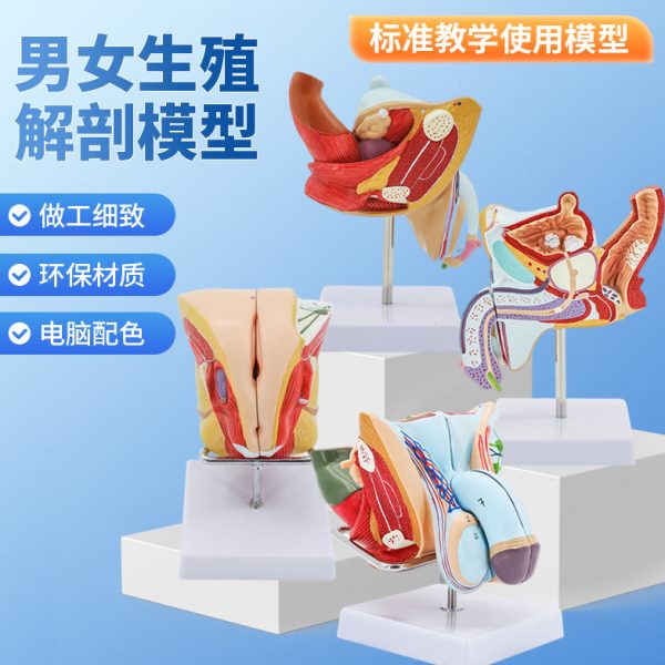医学人体性内外生殖泌尿系统模型科解剖结构模具计生健康