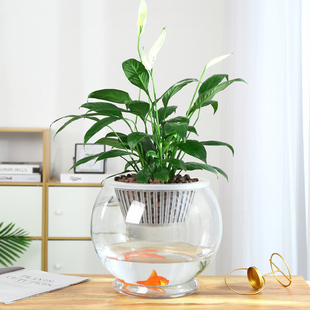 特大号水培植物玻璃瓶透明水养绿萝花瓶花盆圆形容器鱼缸器皿摆件