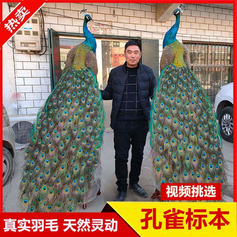 孔雀标本摆件白孔雀真羽毛标本客厅落地家居装饰婚庆乔迁开 业送
