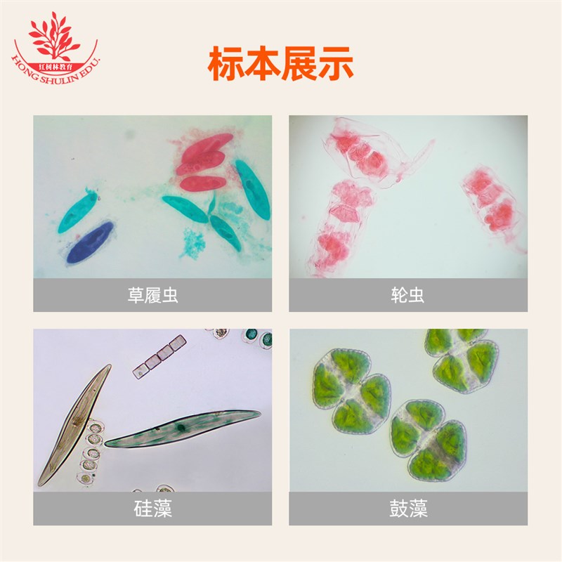 10种种原生动物装片装眼虫钟虫轮虫团藻鼓藻显像清晰显微玻片