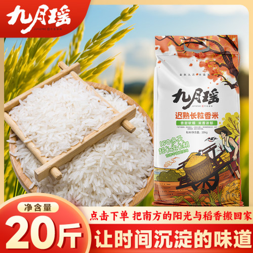 九月瑶迟熟长粒香米50斤20斤新米晚稻煲仔蛋炒饭米10斤批发籼米