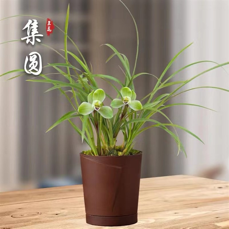 兰花苗春兰老八种宋梅龙字集圆汪字秋带花苞室内绿植盆栽花卉好养