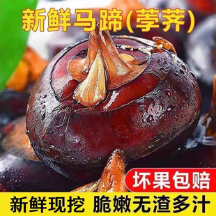 广西当季新鲜牛奶马蹄农家自种地梨10斤现挖现发脆甜多汁荸荠大果