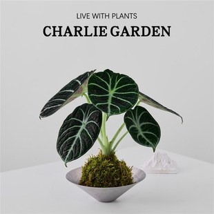 黑天鹅苔藓球办公室内桌面绿植花卉盆栽植物软装节日送礼解压好养