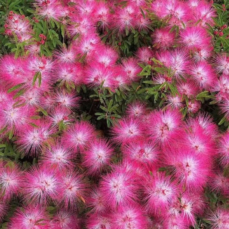 路兮小农民 香水合欢姬合欢盆栽细叶粉扑庭院阳台花镜花卉多年生