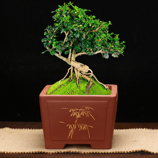 宜兴紫砂花盆仿古正方形大号一颗印老桩桌面绿植盆景榕树文竹包邮