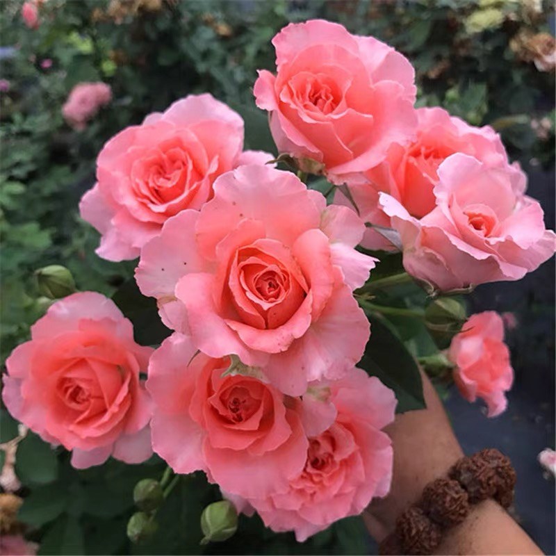 珊瑚果冻月季花苗开花玫瑰四季盆栽花卉爬藤植物藤本蔷薇树苗绿植