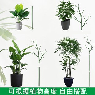 植物支架龟背竹支撑杆文竹支撑架攀爬架防倒伏固定柱园艺爬藤花架