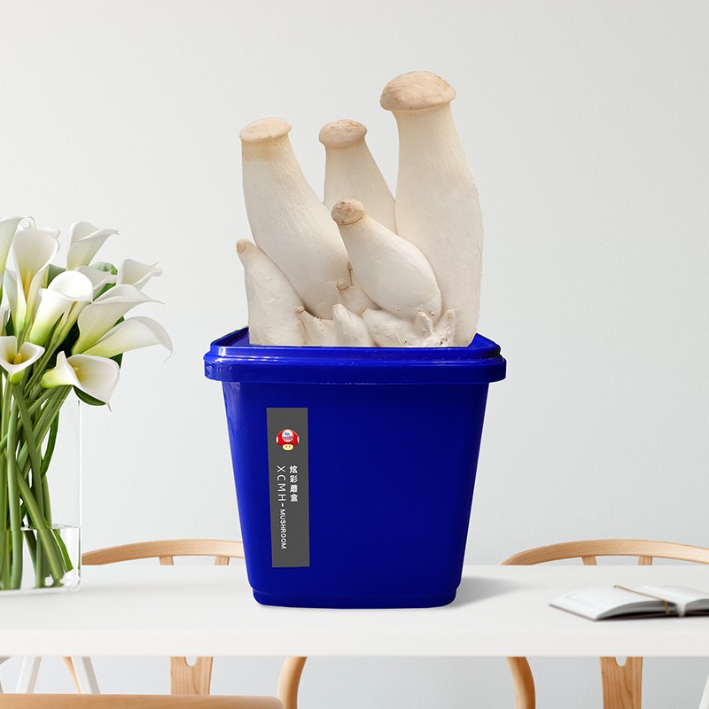 平菇蘑菇种植菌包袋盒桶装阳台种养姬蘑菇观赏食用菌盆栽室内菌棒