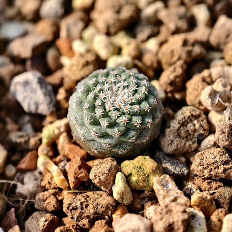 实生白花菊水玉仙人球多肉植物花卉绿植室内盆栽趣味阳台四季好养