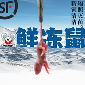 顺丰 爬贝乐鲜速冻小白乳鼠冰红粉皮白霜喂蛇角蛙粮龟食灭菌装