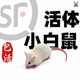 顺丰 活体小白鼠清洁级灭菌驱虫喂爬宠食物角蛙龟粮动物园饲料