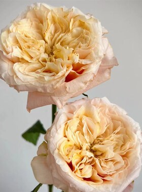 想象入梦灌木大花月季苗包子黄色的花芯直立切花玫瑰盆栽阳台绿植