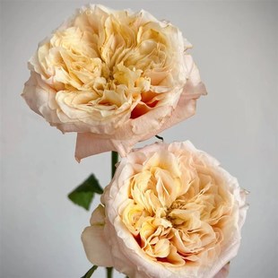 想象入梦灌木大花月季苗包子黄色的花芯直立切花玫瑰盆栽阳台绿植