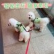 狗狗牵引绳一拖二遛狗绳子双头两只宠物泰迪比熊狗链子