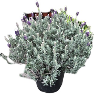 法国薰衣草盆栽花卉  羽叶薰衣草多年生带花发货室内植物阳台