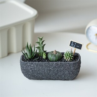 仙人掌盆栽多肉植物组合办公室桌面创意礼品星兜龙神木红刺麒麟新