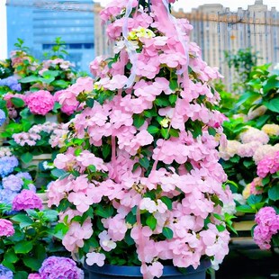 粉色落跑新娘绣球大苗庭院阳台爬藤绣球多年生带花苞藤本植物好养