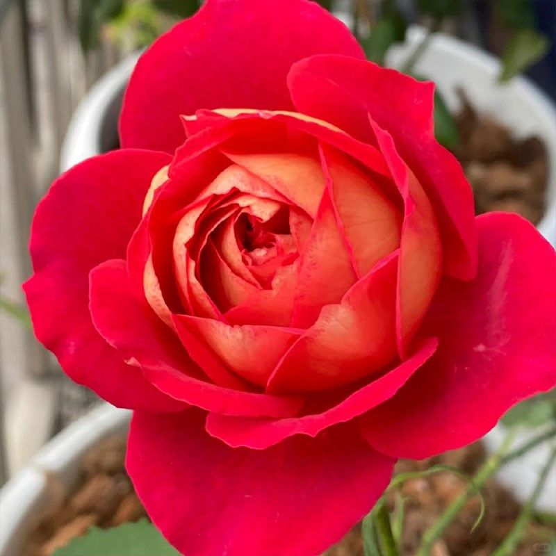 马萨德医生月季花苗开花玫瑰小苗四季盆栽花卉爬藤植物蔷薇树绿植,鲜花速递/花卉仿真/绿植园艺,月季/蔷薇/玫瑰,淘宝优惠券,粉丝福利购,淘宝优惠卷