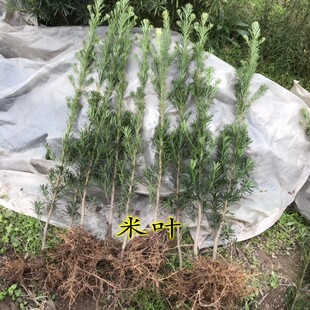 罗汉松树苗珍珠米叶雀舌金钻红芽黄芽黑珍珠小旋风罗汉松小苗盆景