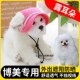 博美专用狗狗帽子露耳朵宠物小狗戴 帽子夏天小型犬饰品防晒遮阳