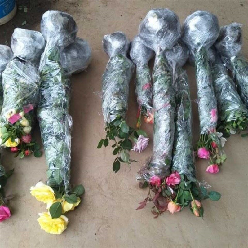 月季花苗果汁阳台盆栽爬藤四季开花藤本植物树苗玫瑰花卉绿植小苗