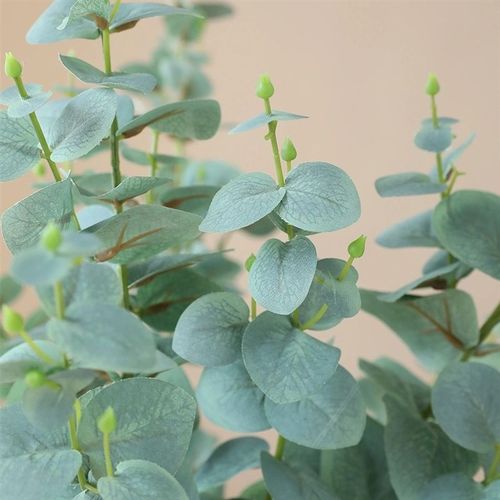 尤加利鲜花水培鲜切枝观叶植物家庭花艺室内桌面瓶插花满室清香