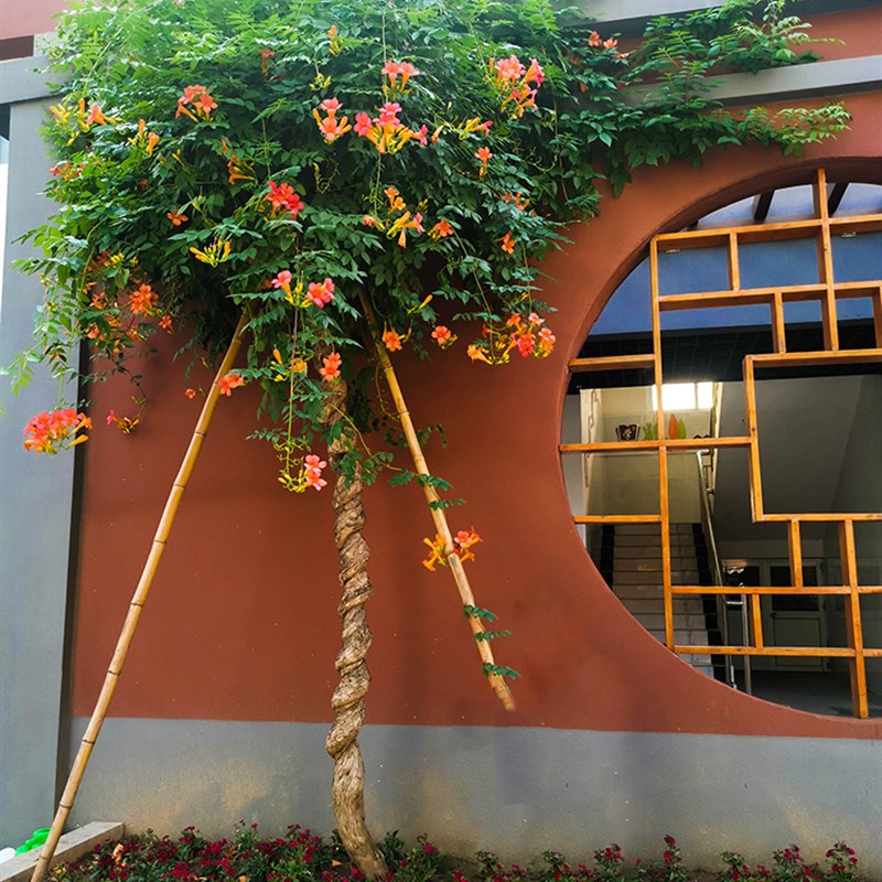 凌霄花苗爬藤植物四季开花耐寒耐热炮仗花苗阳台庭院花植物凌霄花