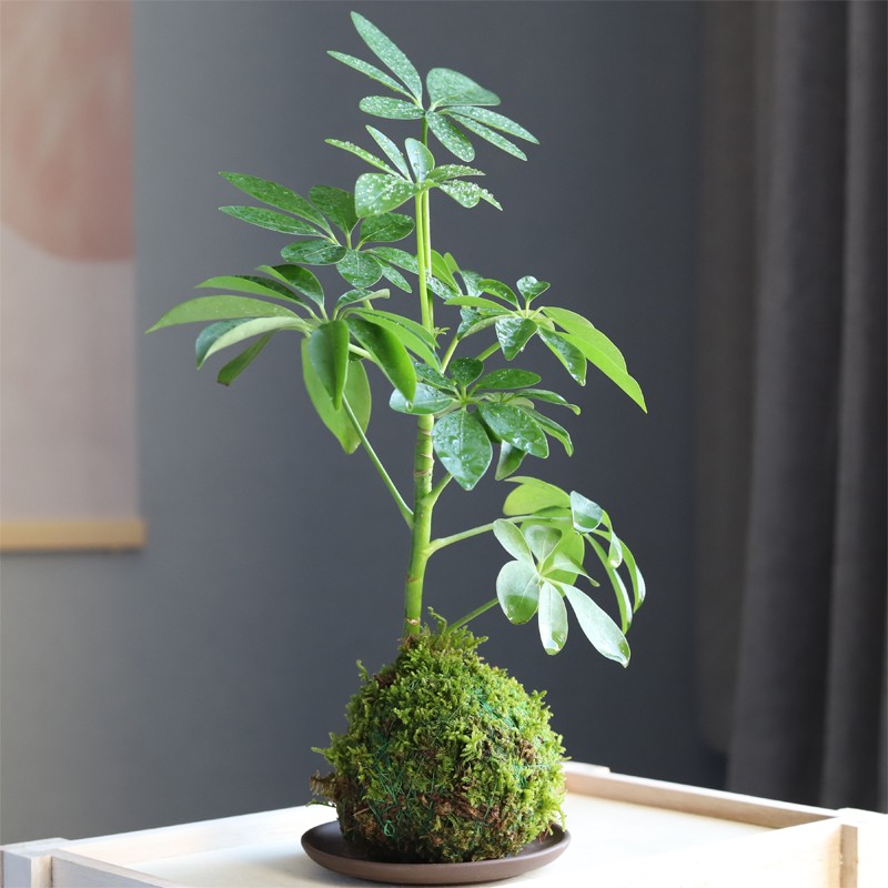 苔藓球水培发财树鹅鸭掌木小盆栽造型办公室内好养易活植物小盆景