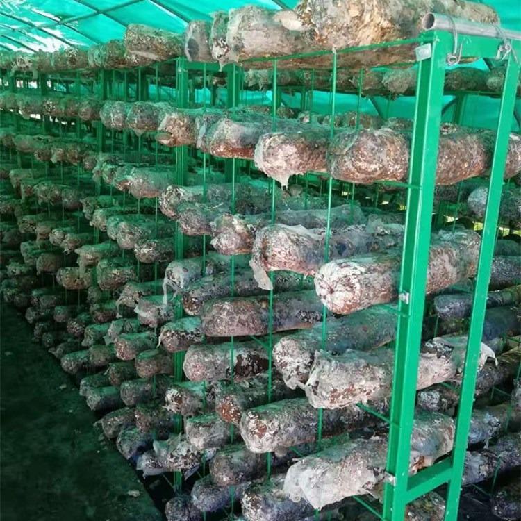 大棚平菇种植架蘑菇网架菌包养殖架绿色铁丝网格平菇食用菌网格