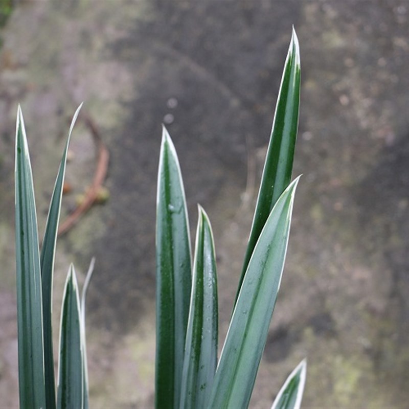墨兰闪电 金边线艺兰花苗花卉室内盆景绿植盆栽花季冬季带花苞