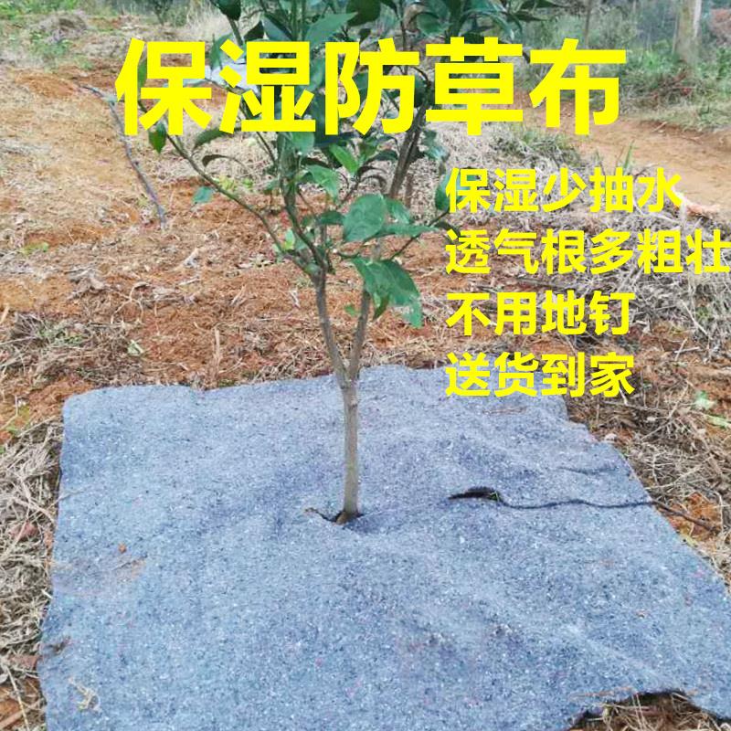 果园果树包树头护根保暖保温防寒防冻保湿防晒防草除草布农用地膜