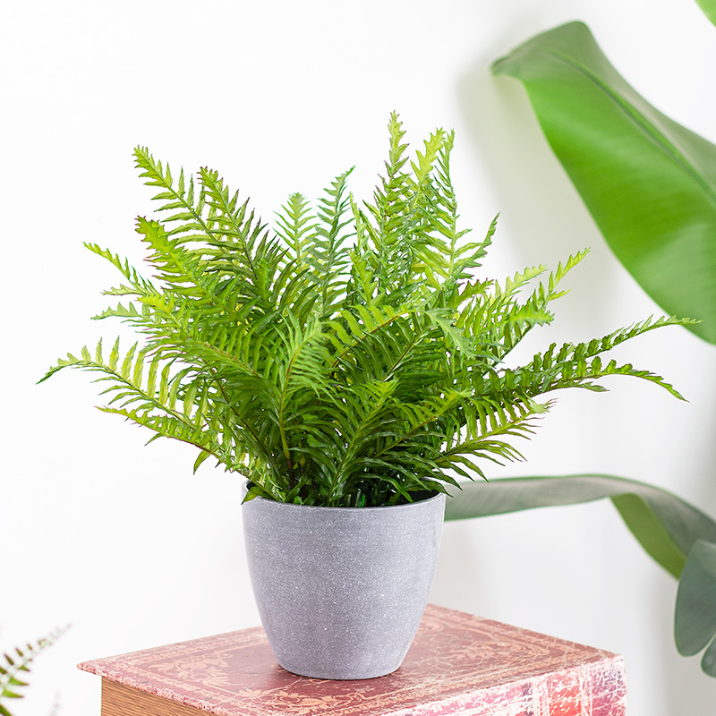 仿真绿植盆栽波斯草盆栽蕨类羊齿蕨盆景办公室客厅装饰桌面摆件