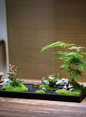 乌办金石HOE盆型大枯观山水微景苔藓文竹菖蒲组合盆景公桌茶桌盆