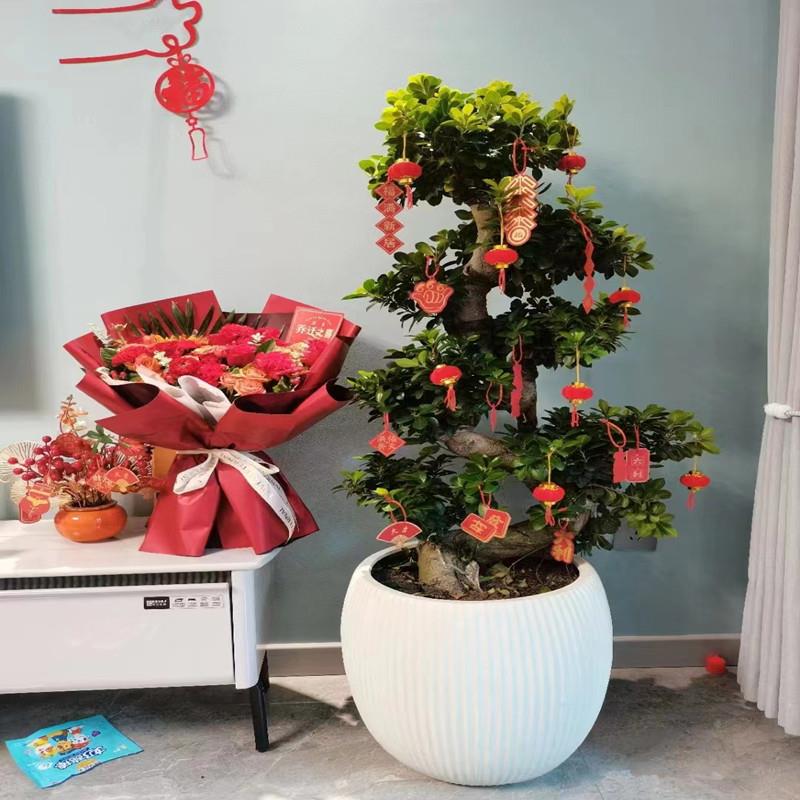 金钱榕老盆栽室内厅大客型绿植开业阳乔迁桩送礼摇钱树台庭XZQ院