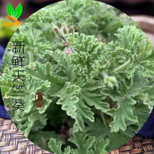 不可食用枝叶不新鲜发黄天竺葵香叶玫瑰味天竺葵带杆带叶纯露原料