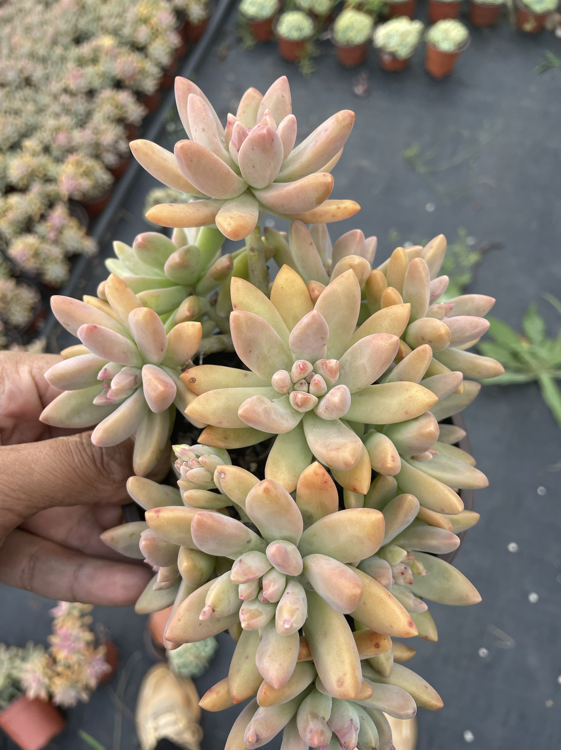 多头110盆秋丽3.9块多肉植物