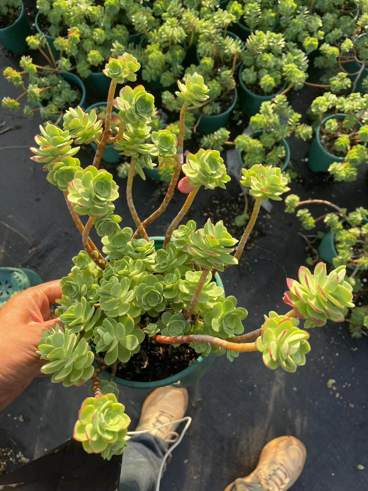 薄化妆小桩多头造型多肉植物阳台多肉植物