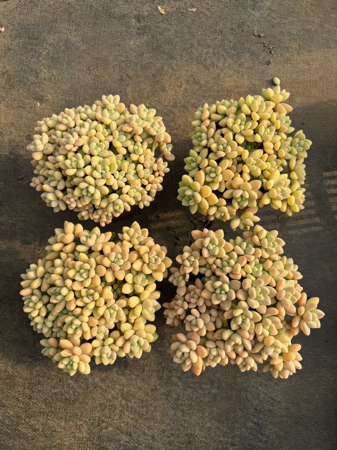奶酪蛋糕 奶油蛋糕老桩自然群易多肉植物