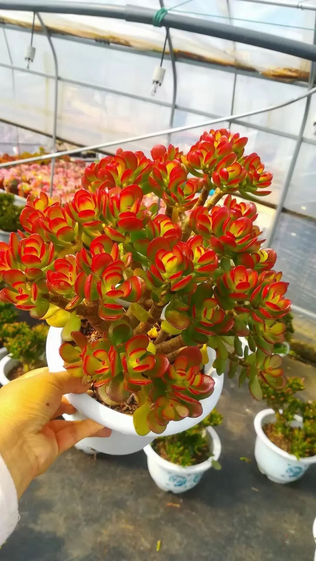 姬红花月多肉植物 老桩玉树7厘多肉植物