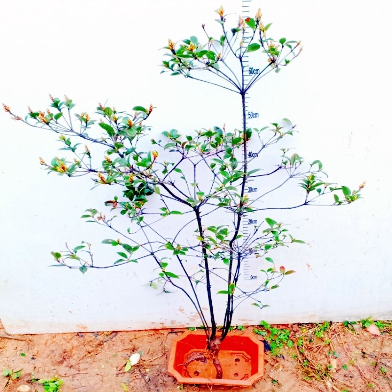 庭院栽报海岛春花树苗老桩盆景一物一拍下其他名贵杂植南山石斑木