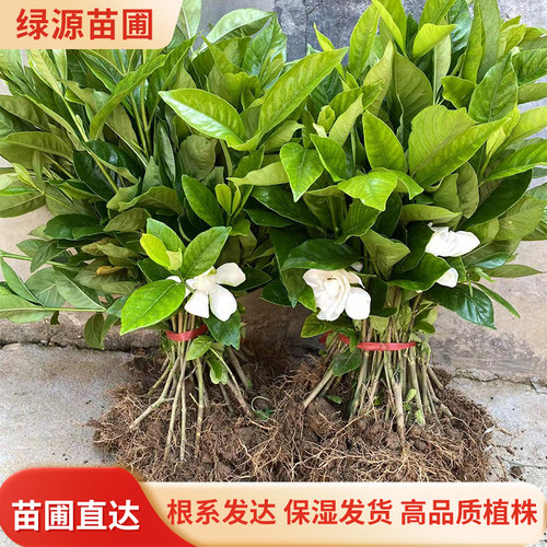 大叶栀子花树苗大叶桅子小苗四季开花庭院阳台室内外盆栽浓香栀子