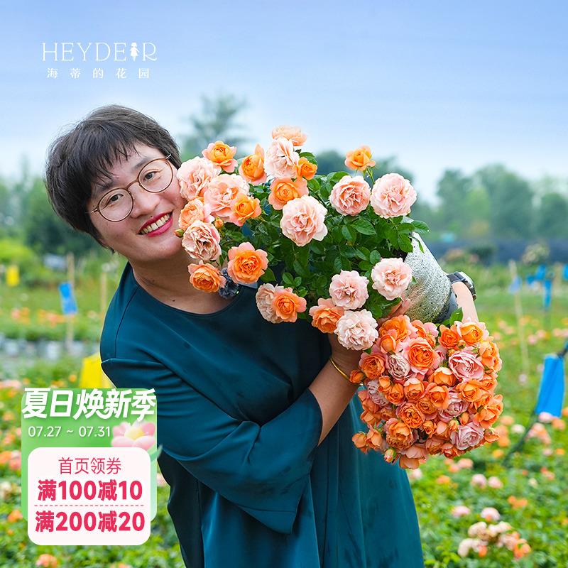 海蒂的花园玫瑰月季花苗果汁阳台粉色龙沙宝石多季开 花阳台盆栽